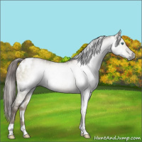 Horse Color:Gray White Spotted Smoky Grullo Ice Pearl Brindle 