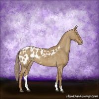 Horse Color:Chocolate Palomino Dun Sabino Appaloosa Brindle