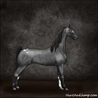 Horse Color:Gray Blue Roan Appaloosa 