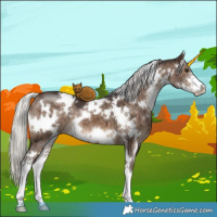 Horse Color:White Spotted Silver Brown Dun Sabino Brindle 