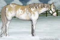 Horse Color:White Spotted Chocolate Palomino Dun Splash Rabicano 