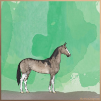 Horse Color:White Spotted Brown Dun Brindle 