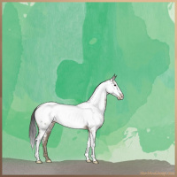 Horse Color:White Spotted Brown Dun Appaloosa 