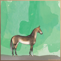 Horse Color:Buckskin 