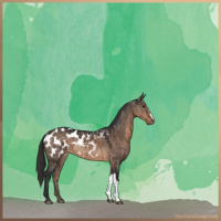 Horse Color:Brown Dun Appaloosa Brindle 