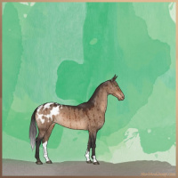 Horse Color:Brown Dun Appaloosa Brindle 