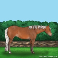 Horse Color:Silver Bay 