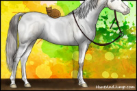 Horse Color:Gray White Spotted Buckskin Pearl Dun Brindle 