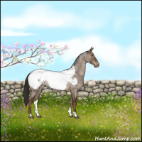 Horse Color:Liver Red Dun Roan Appaloosa Brindle 