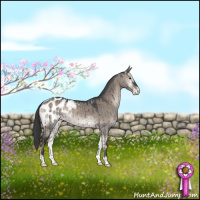 Horse Color:Grullo Onyx Appaloosa Brindle 