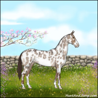 Horse Color:Liver Red Dun Roan Frame Near Leopard 