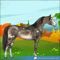 Horse Color:White Spotted Buckskin Dun Sabino Brindle 