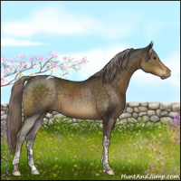 Horse Color:Chocolate Palomino Tobiano 