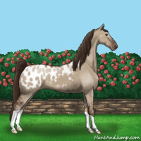 Horse Color:Liver Red Dun Appaloosa
