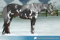 Horse Color:White Spotted Liver Chestnut 