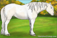 Horse Color:Cremello Dun Tobiano Appaloosa Rabicano 