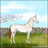 Horse Color:Buckskin Pearl Onyx Appaloosa 