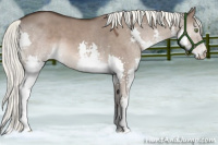 Horse Color:Liver Red Dun Mushroom Splash 