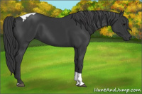 Horse Color:Black Tobiano 