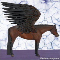 Horse Color:Brown Appaloosa 