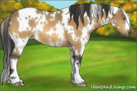 Horse Color:White Spotted Buckskin 