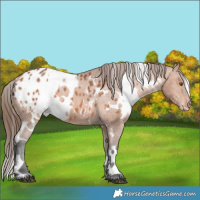 Horse Color:White Spotted Bay Appaloosa