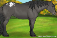 Horse Color:Grullo Appaloosa 
