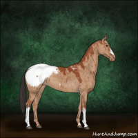 Horse Color:Brown Dun Snowcap Brindle