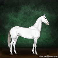 Horse Color:Grullo Sabino Appaloosa 