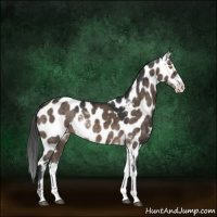 Horse Color:Brown Dun Sabino Appaloosa Brindle 