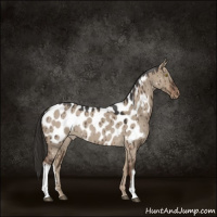 Horse Color:Liver Red Dun Roan Appaloosa Brindle