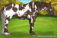Horse Color:White Spotted Liver Chestnut 