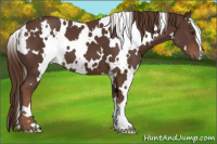 Horse Color:White Spotted Liver Chestnut 