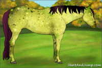 Horse Color:ERROR: UNKNOWN ANOMALY