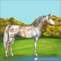 Horse Color:White Spotted Chocolate Palomino Ice Dun Mushroom Sabino Splash 