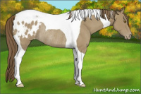 Horse Color:Classic Cream Champagne Tobiano Blanket Rabicano 