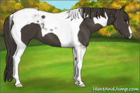 Horse Color:Smoky Black Tobiano 