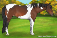 Horse Color:Brown Tobiano Appaloosa