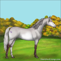 Horse Color:Chocolate Silver Bay Chinchilla Sabino 