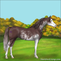 Horse Color:Chocolate Black Chinchilla Sabino Splash 