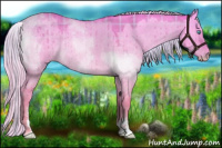 Horse Color:Plaid  Cremello Roan Dun Sabino Rabicano Brindle 