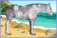 Horse Color:Plaid  White Spotted Liver Red Dun Ice Rabicano 