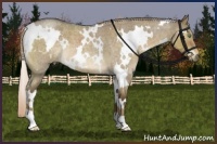 Horse Color:White Spotted Chocolate Palomino Roan Dun 