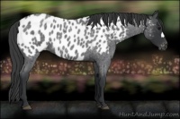 Horse Color:Blue Roan Appaloosa
