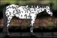 Horse Color:Blue Roan Near Leopard 