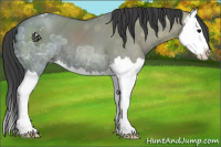 Horse Color:Grullo Ice Splash Appaloosa 