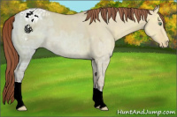 Horse Color:Amber Champagne Ice Dun Appaloosa 