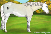 Horse Color:Silver Sable Champagne Ice Dun Splash Appaloosa 