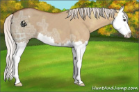 Horse Color:Silver Brown Ice Dun Splash Appaloosa 