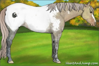 Horse Color:Silver Brown Ice Dun Appaloosa Rabicano 